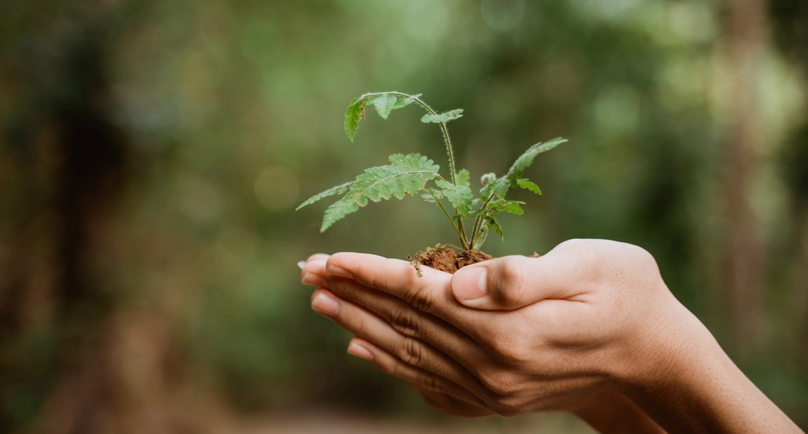 Sustainability Sustainability